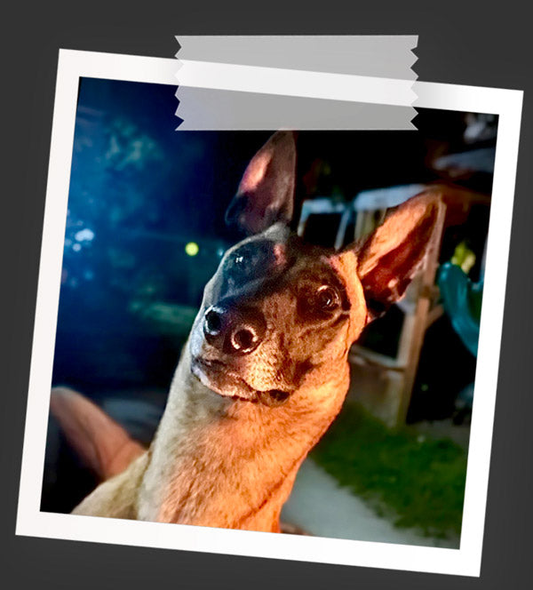 Scarlet - Our Belgian Malinois/Shop Dog